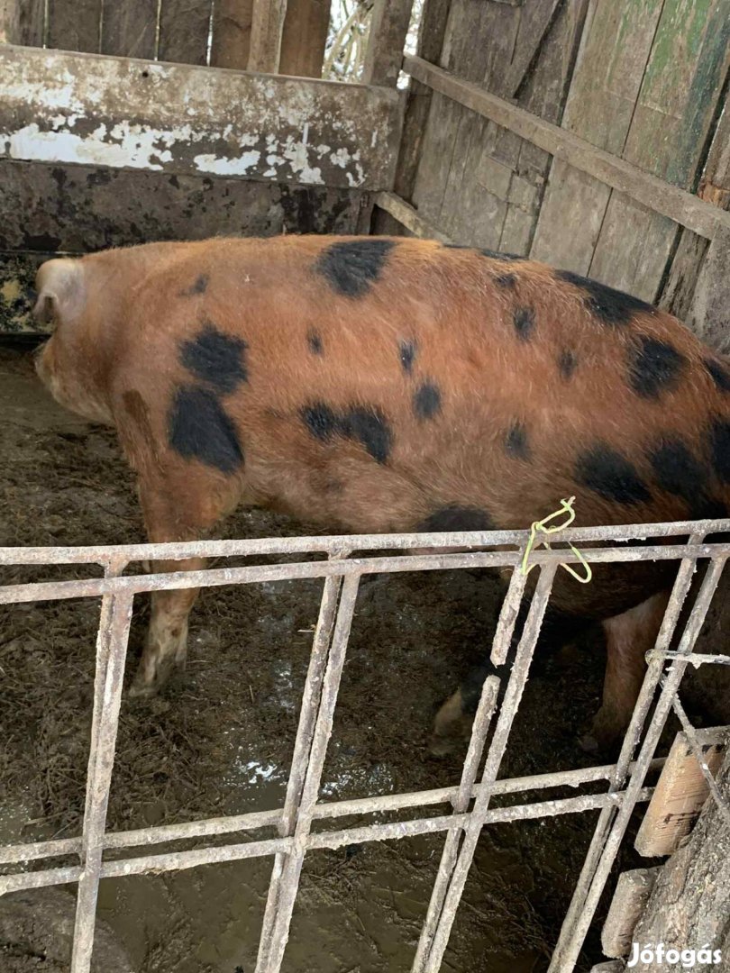 Eladó hízó malac