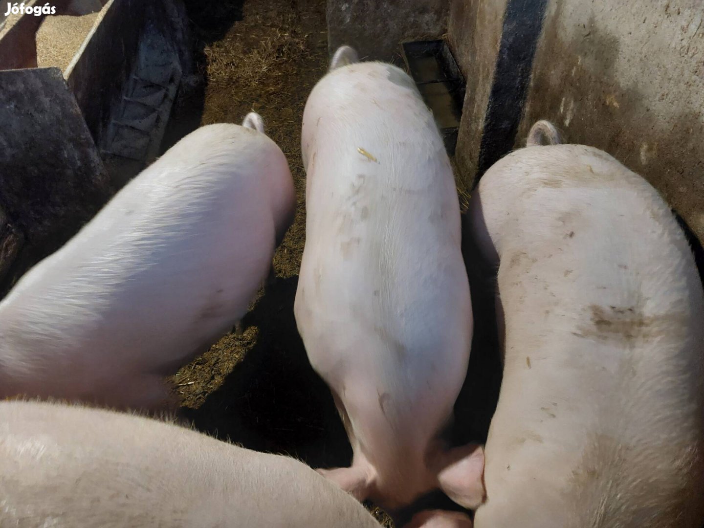 Eladó hízók, 150kg körüliek  valamint búgatni való koca 