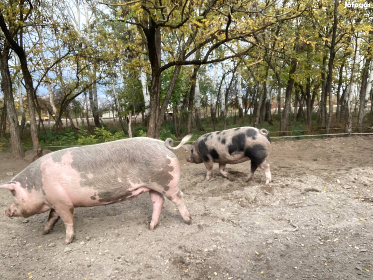 Eladó hízók vagy csere