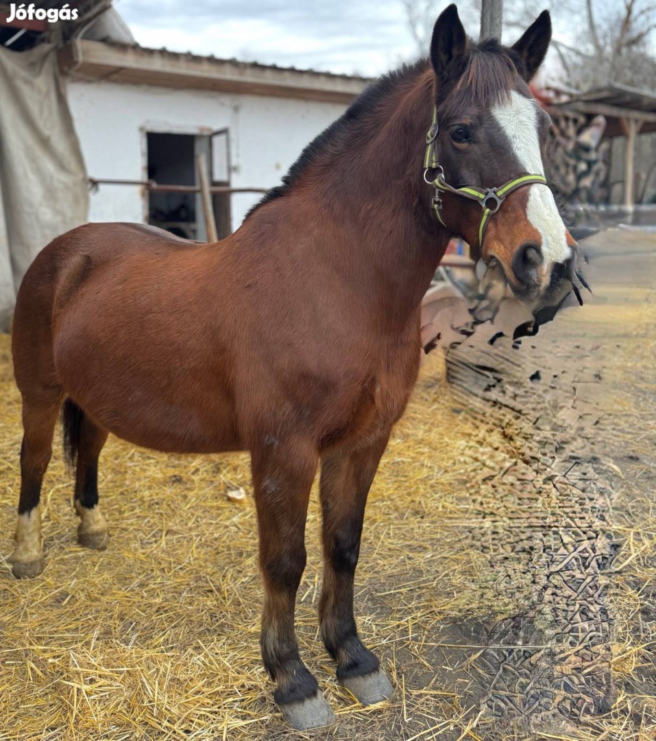 Eladó hobby ló 