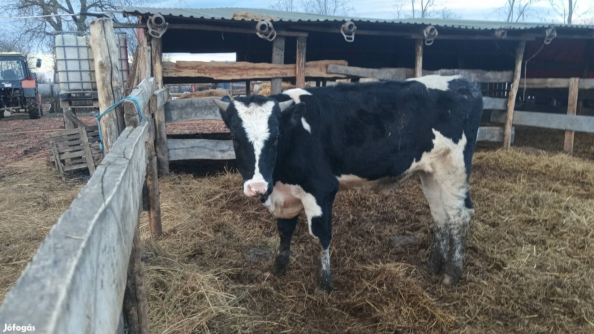 Eladó holsten fríz bika 