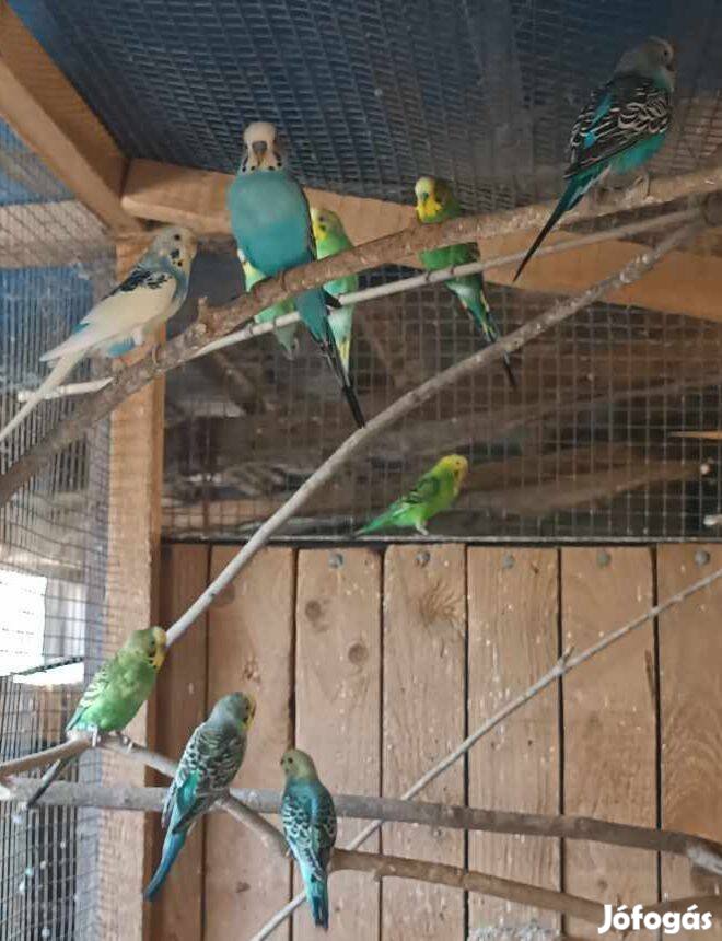 Eladó hullámos papagájok