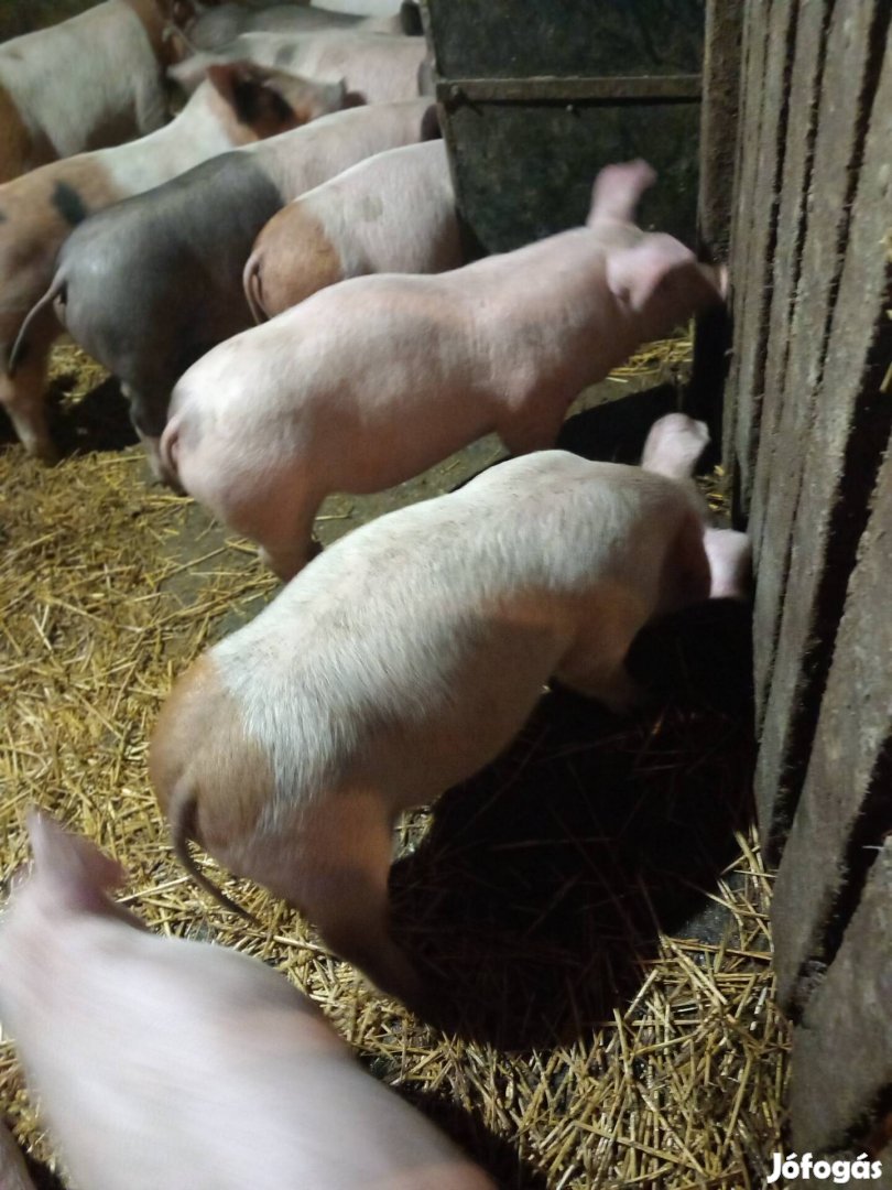 Eladó hús tipusú kismalac.