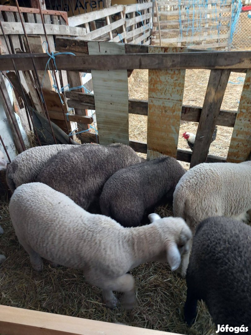 Eladó húsvéti bárányok