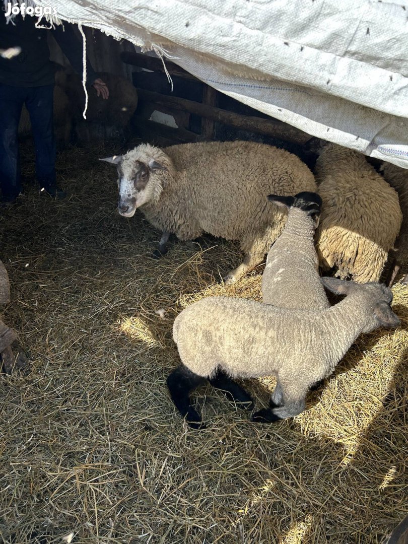 Eladó húsvéti bárányok 