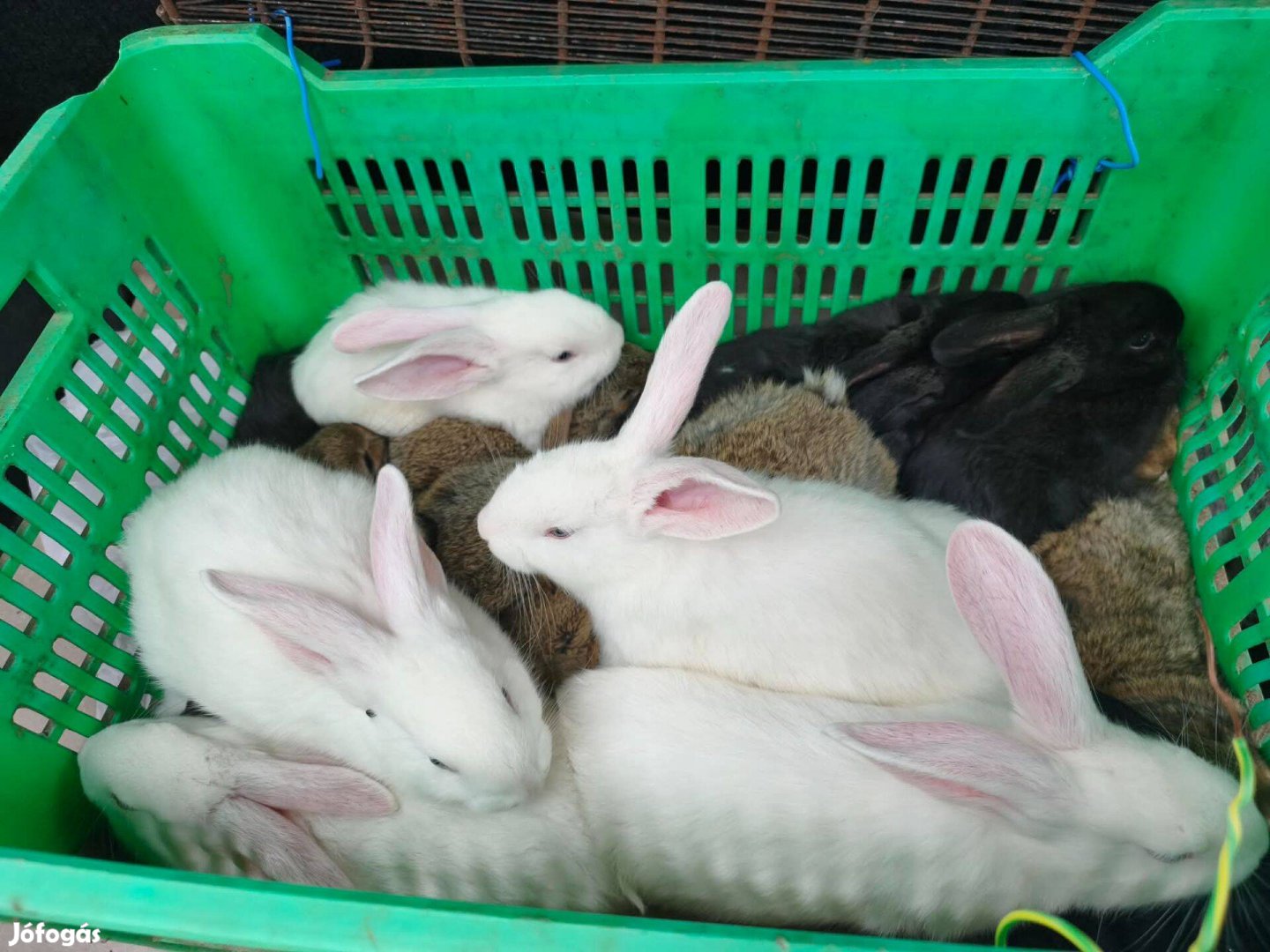 Eladó húsvéti belga óriás nyuszik