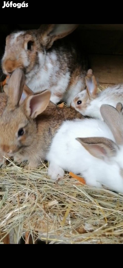 Eladó húsvéti nyúl