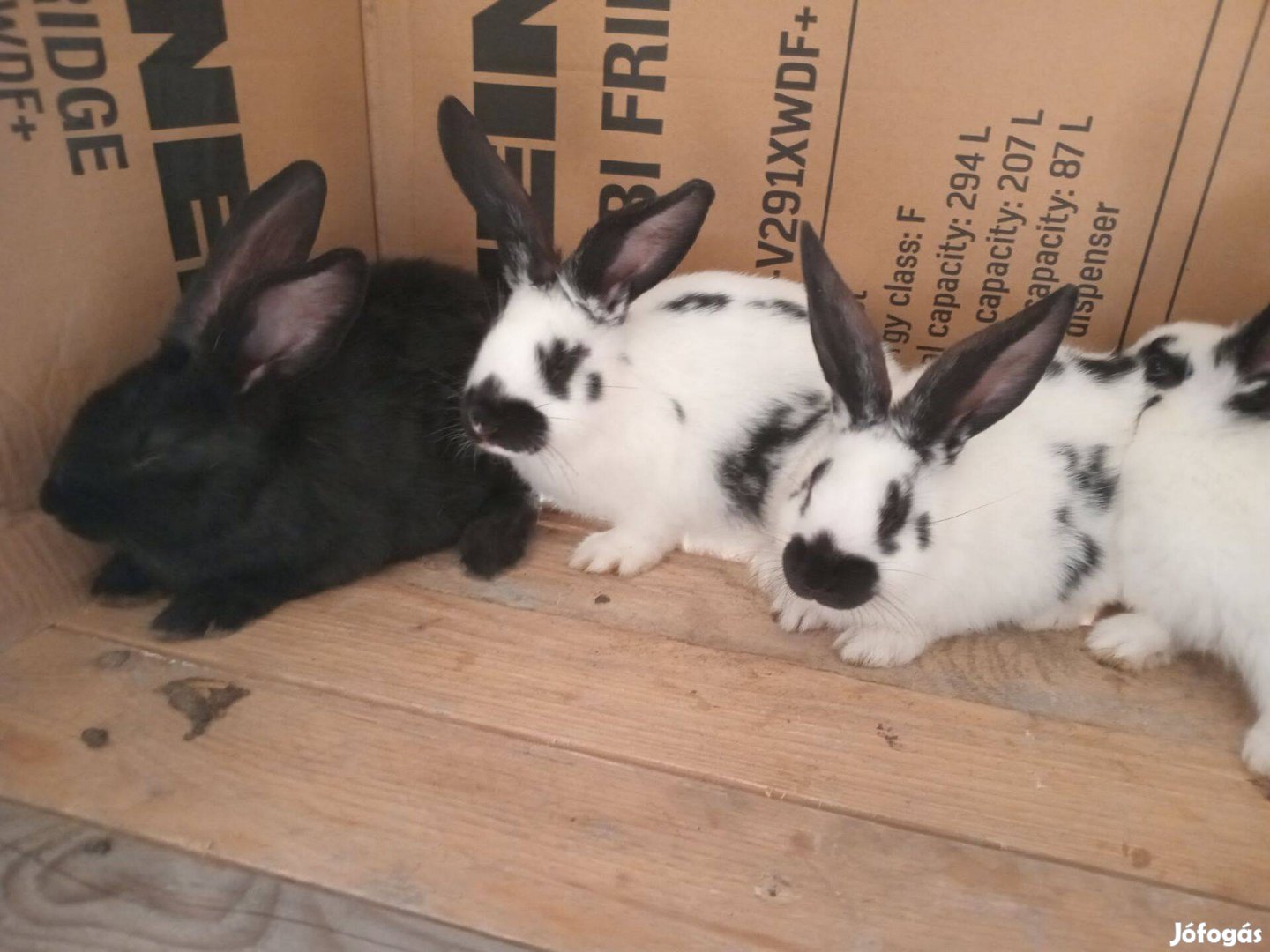 Eladó húsvéti nyulak