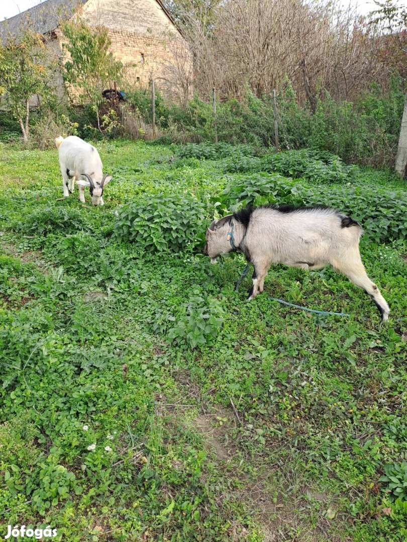 Eladó idei bak kecske gidák az ár a ketöre ertendö!