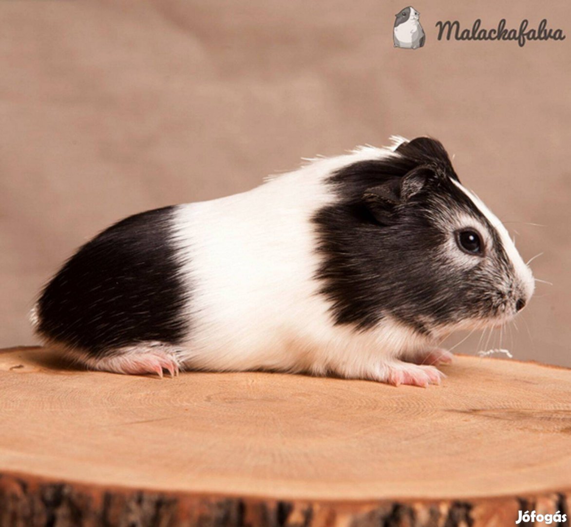 Eladó ifjonc kisfiú tengerimalacok