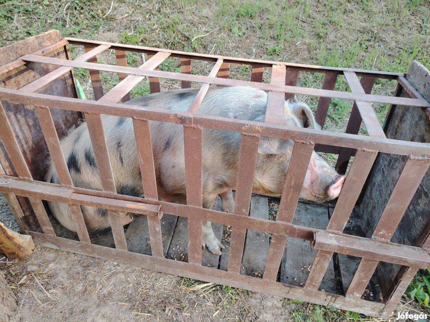 Eladó illetve cserélhető 200kg körüli zégers*pietrin keverék koca