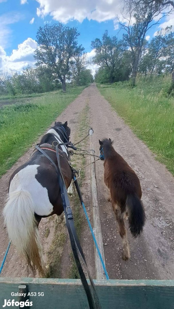 Eladó indián tarka kanca póni!!!