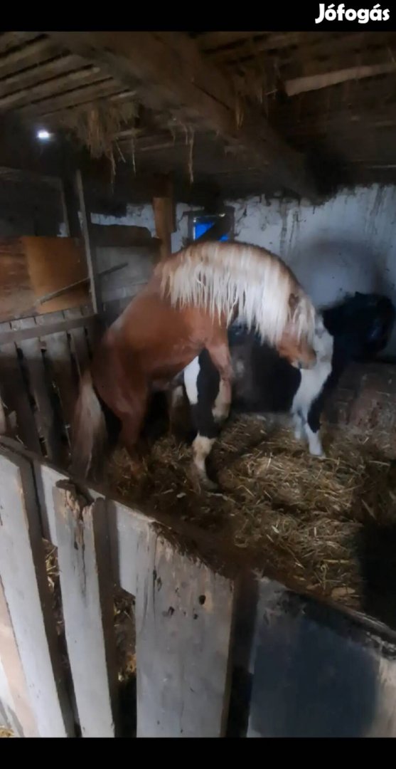 Eladó indián tarka kanca póni!!!?
