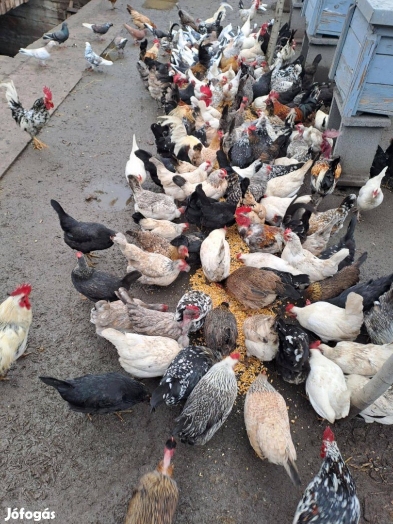 Eladó japán tyúk tojás keltetési célra Berettyóújfaluban.