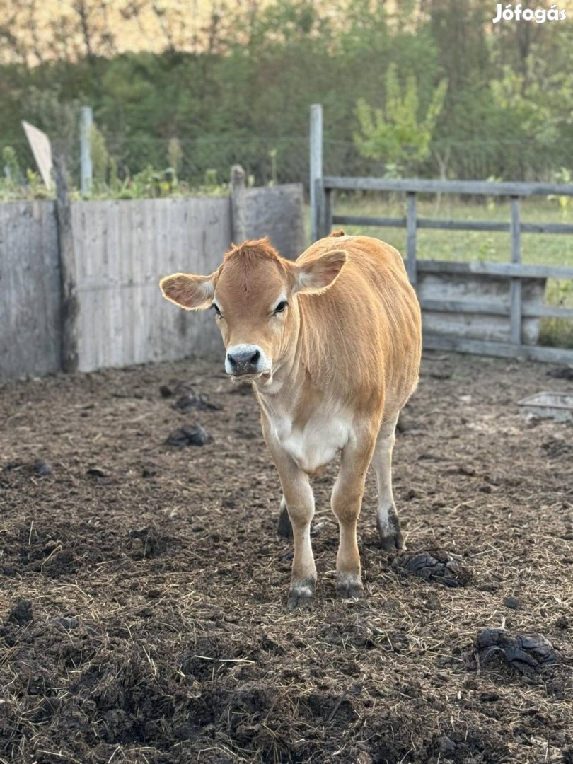 Eladó jersey üsző 