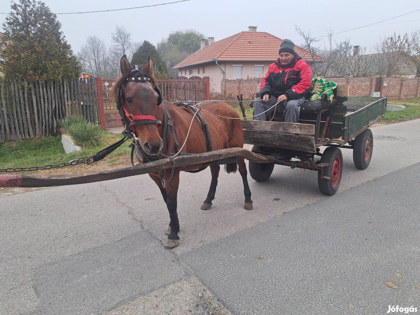 Eladó jó kocsis kanca ló