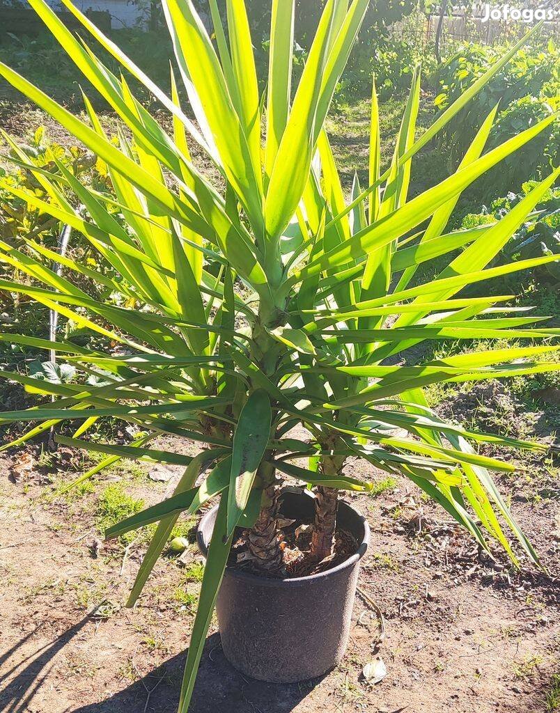 Eladó jukka (yucca) pálmák