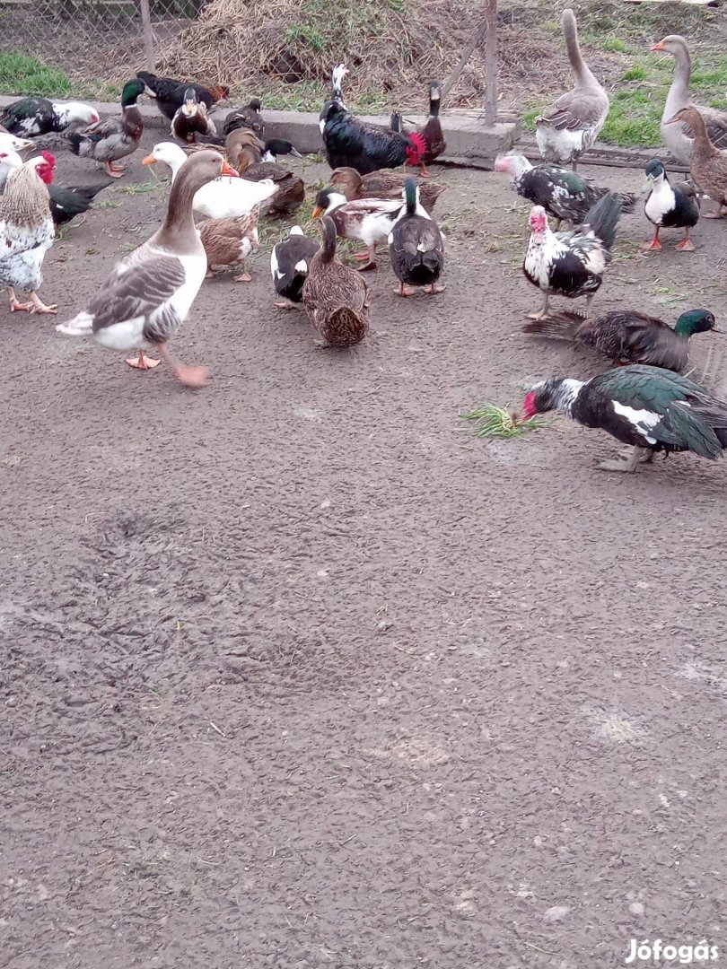 Eladó kacsák és kakasok