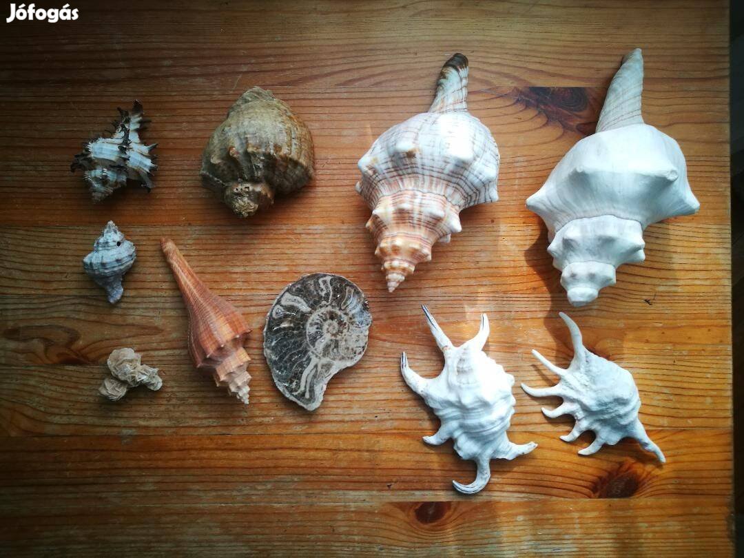 Eladó kagylógyűjtemény