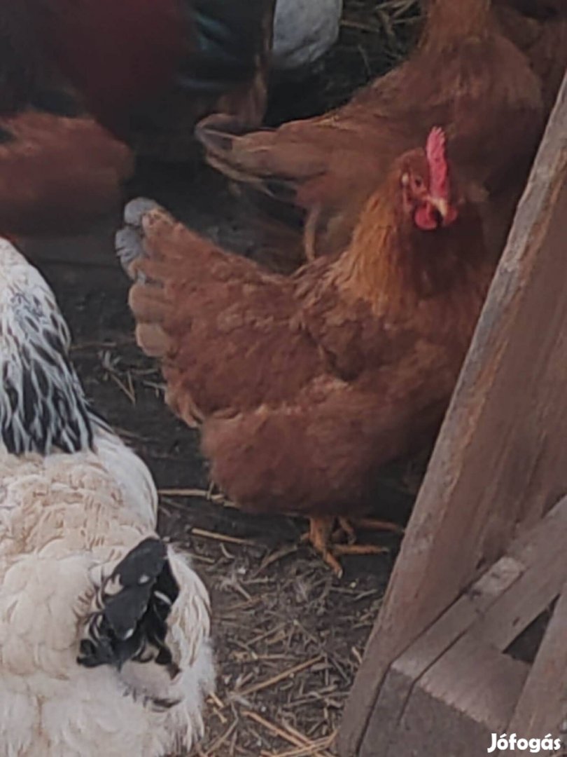 Eladó kakas