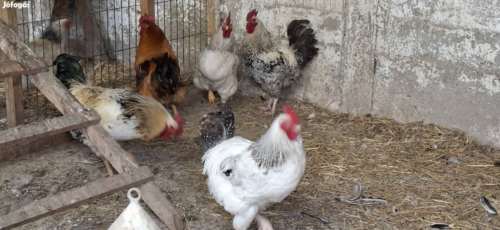 Eladó kakas, kakasok
