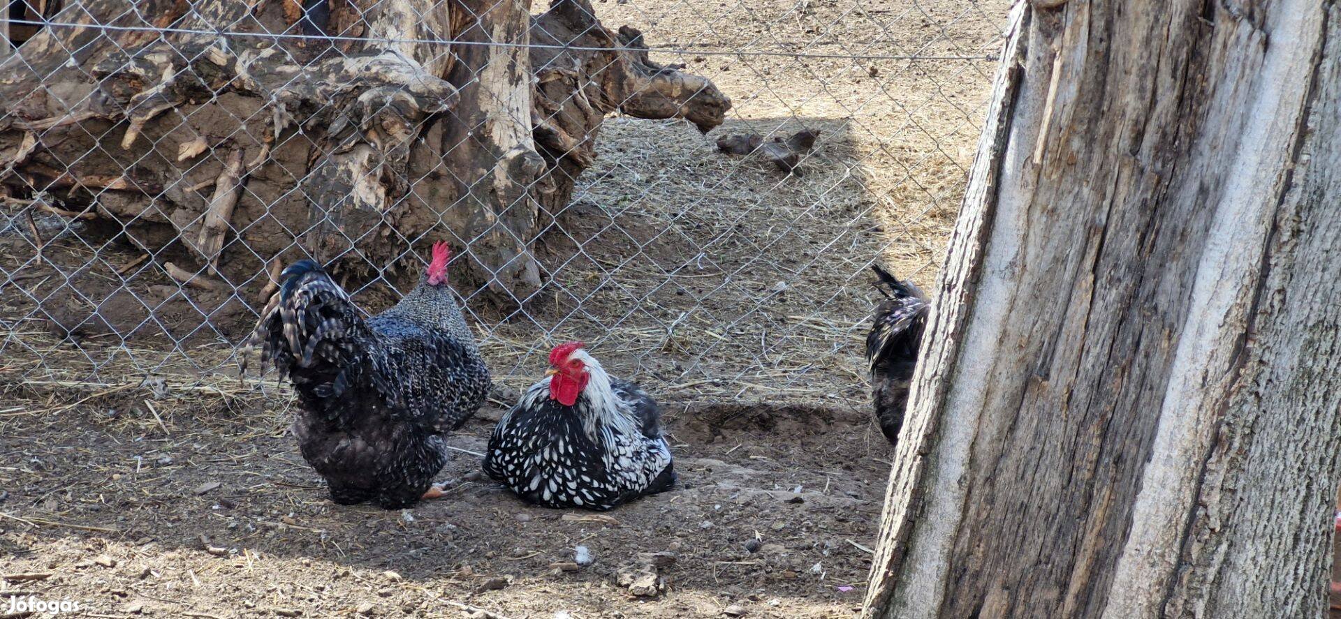 Eladó kakasok