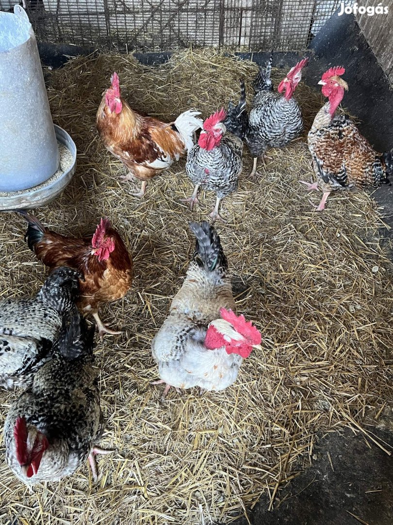 Eladó kakasok!