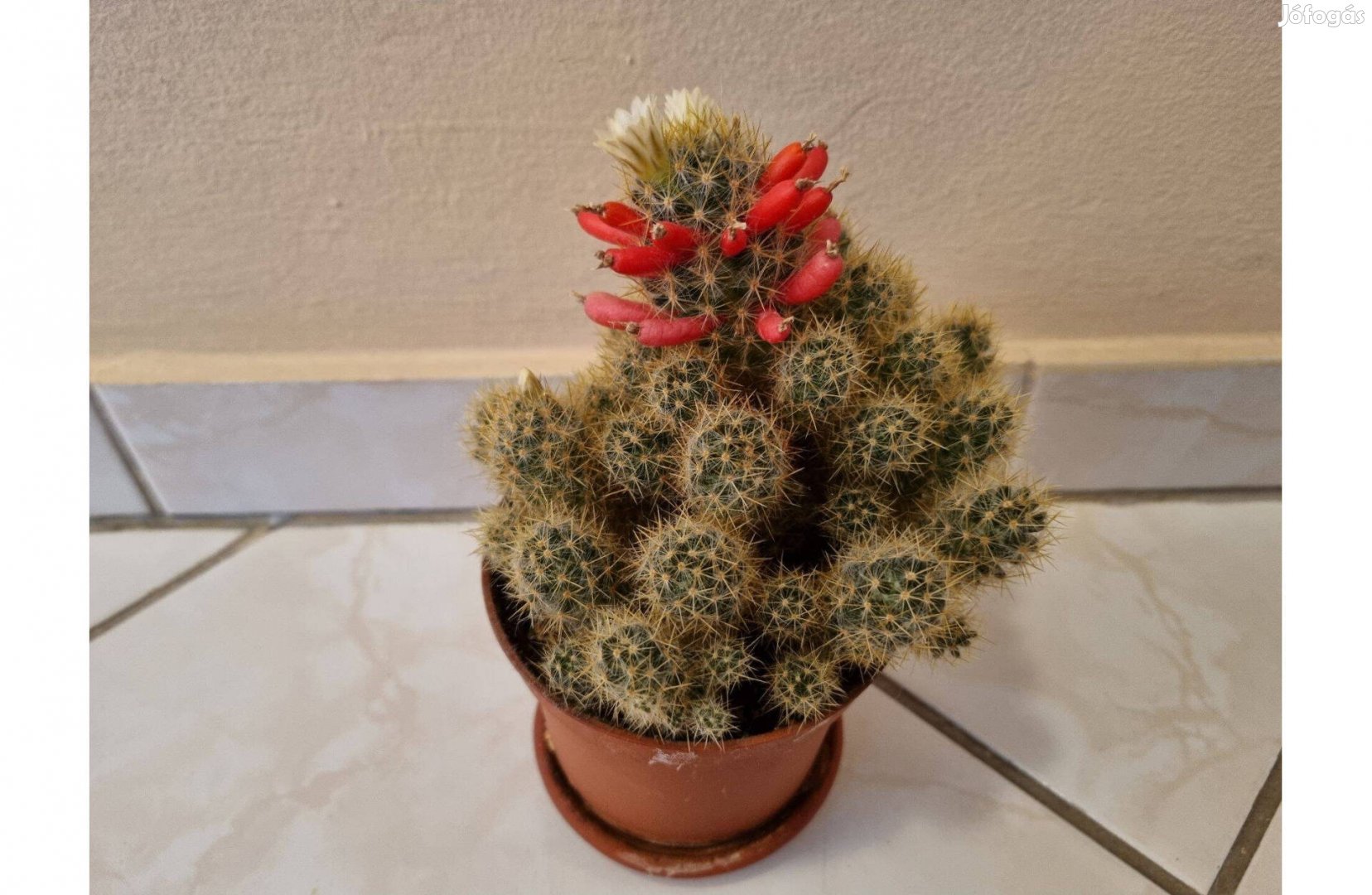 Eladó kaktusz