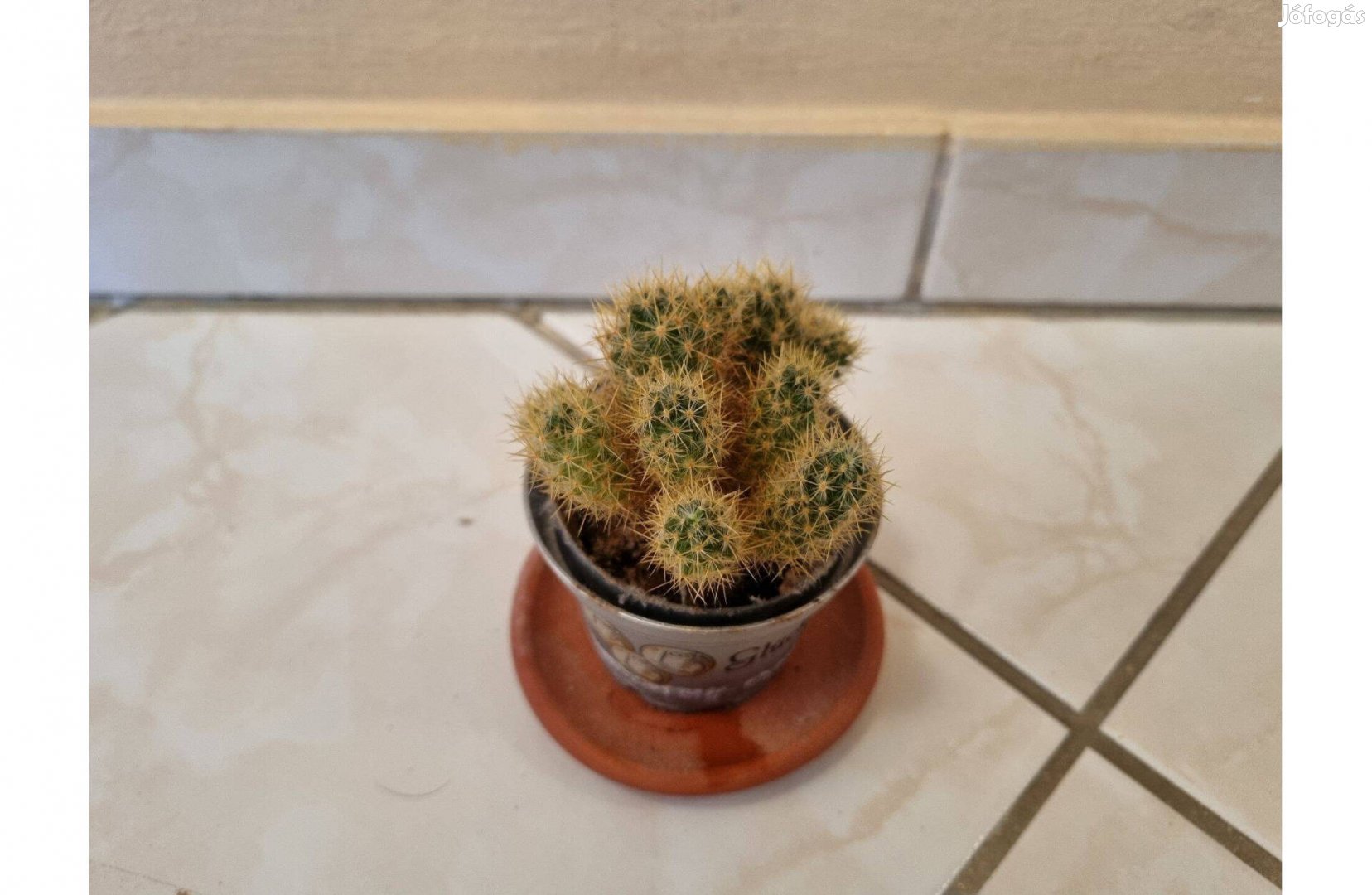 Eladó kaktusz