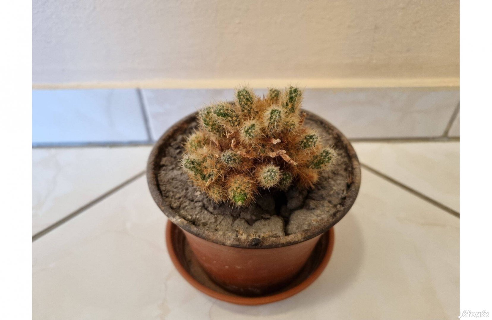 Eladó kaktusz #5