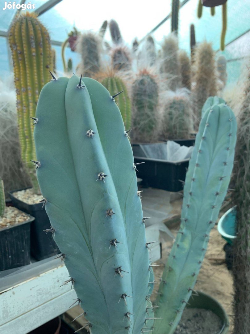 Eladó kaktusz, pozsgás növény
