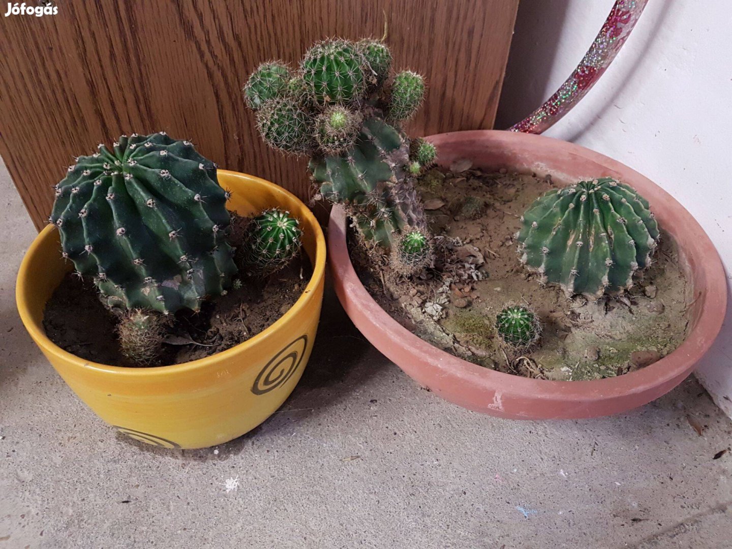 Eladó kaktuszok kaspóval