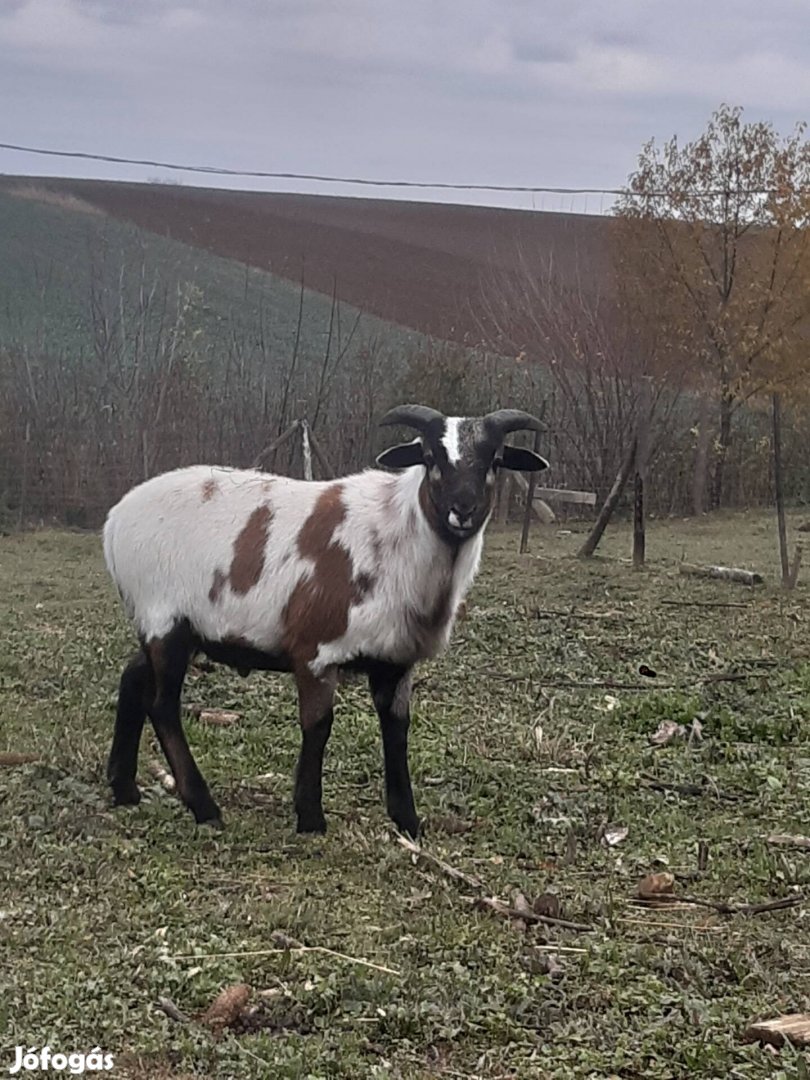 Eladó kameruni kos 4 hónapos