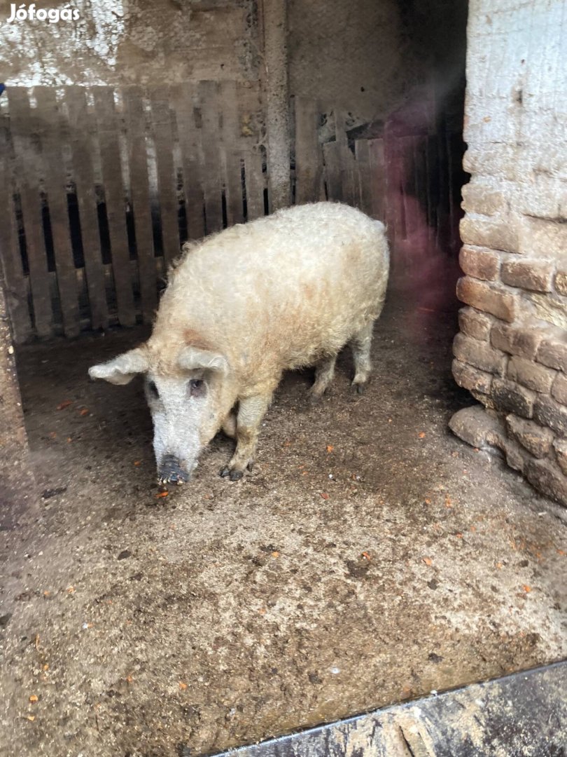 Eladó kan mangalica