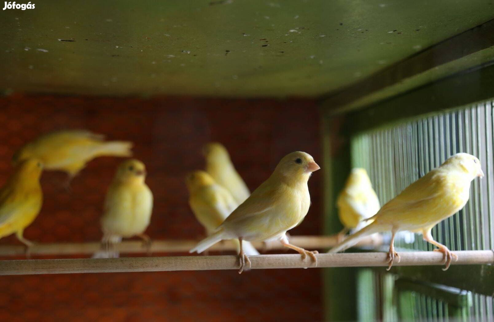Eladó kanári madarak