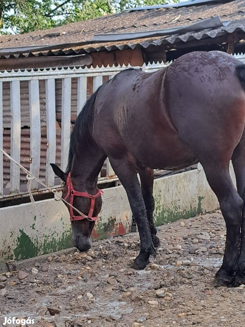 Eladó kanca csíkó