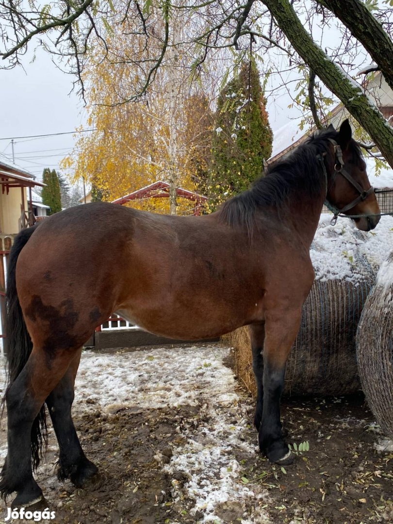 Eladó kanca csikó