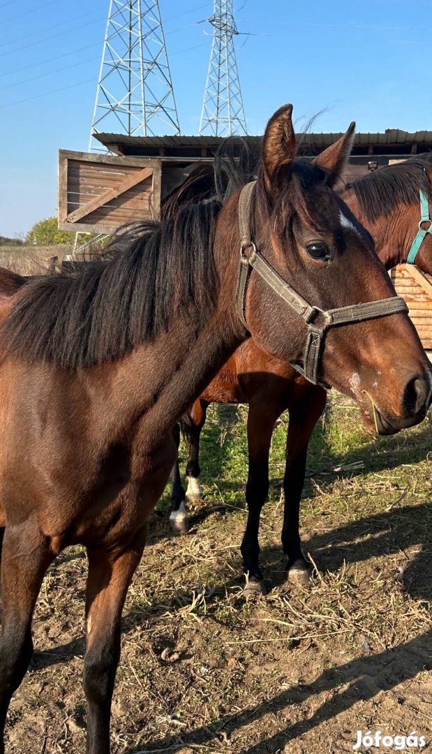 Eladó kanca csikó