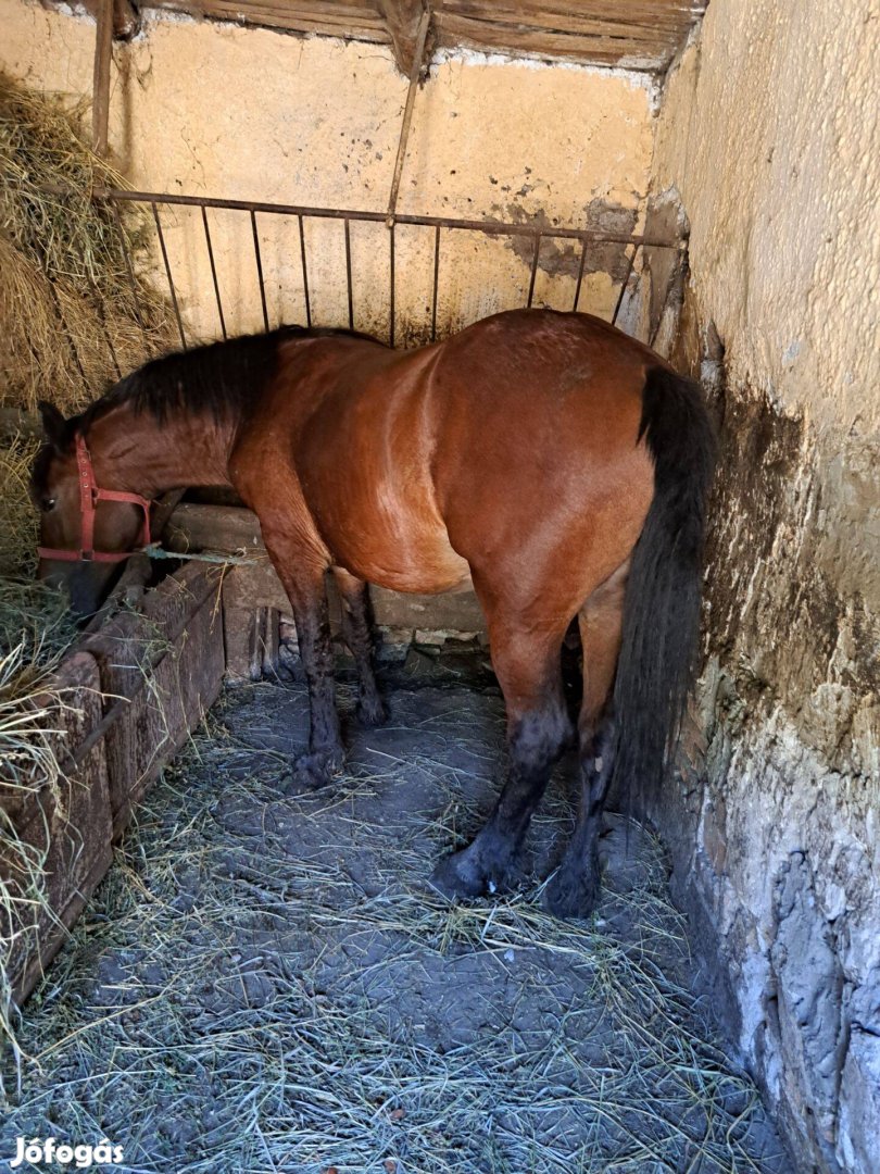 Eladó kanca csíkó