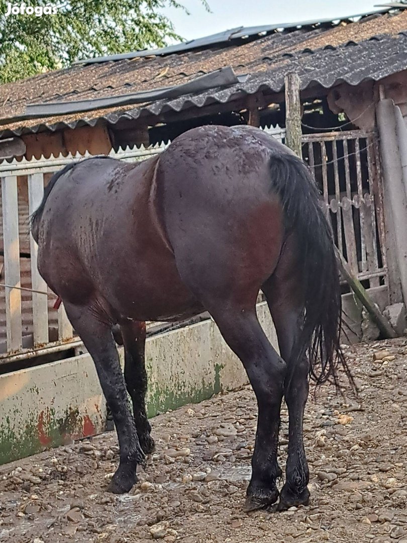 Eladó kanca csikó