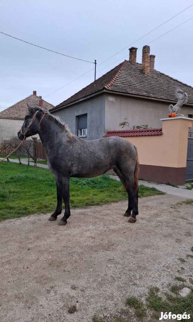 Eladó kanca csikó