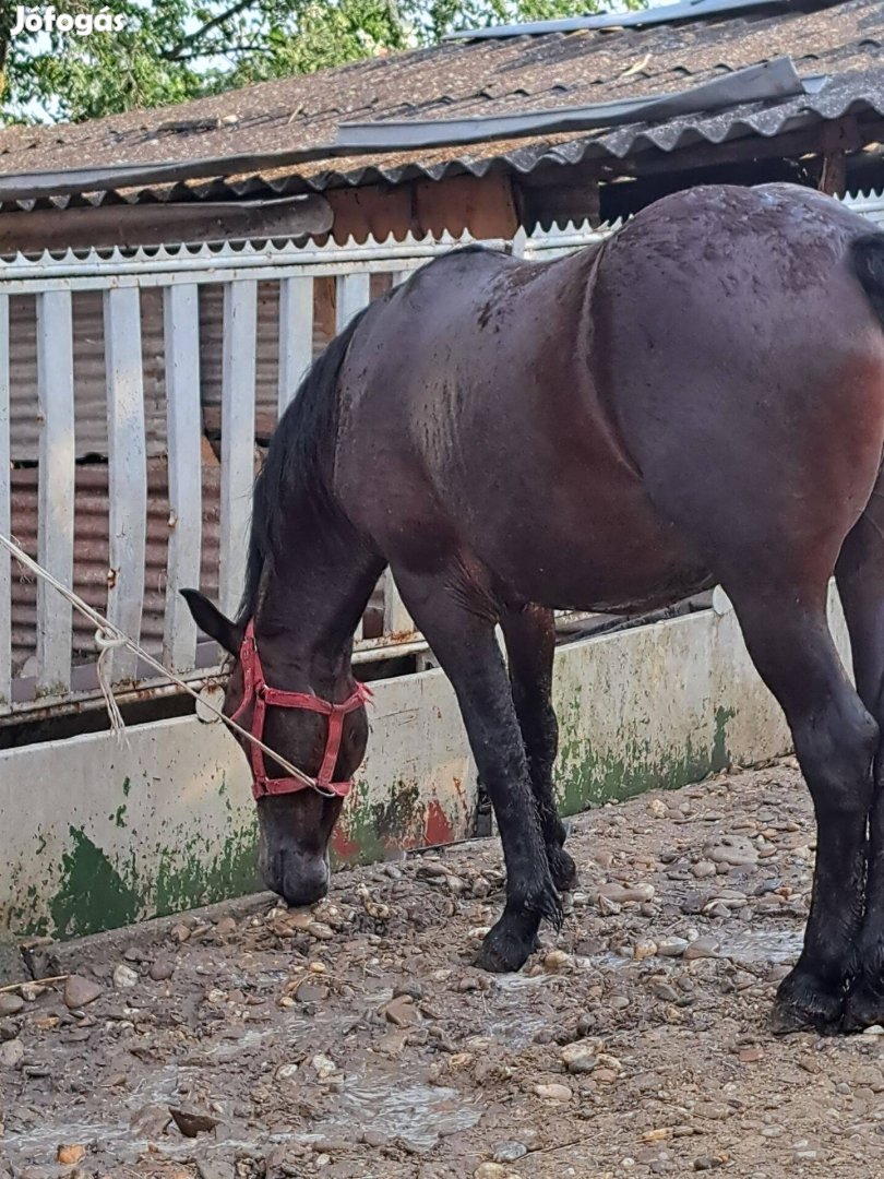 Eladó kanca csíkó