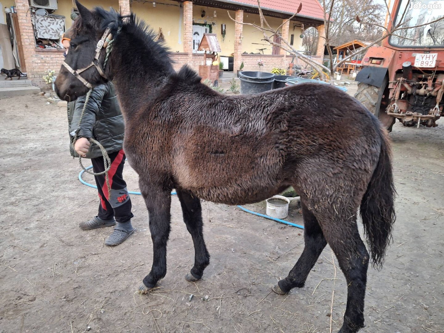 Eladó kanca csikó 