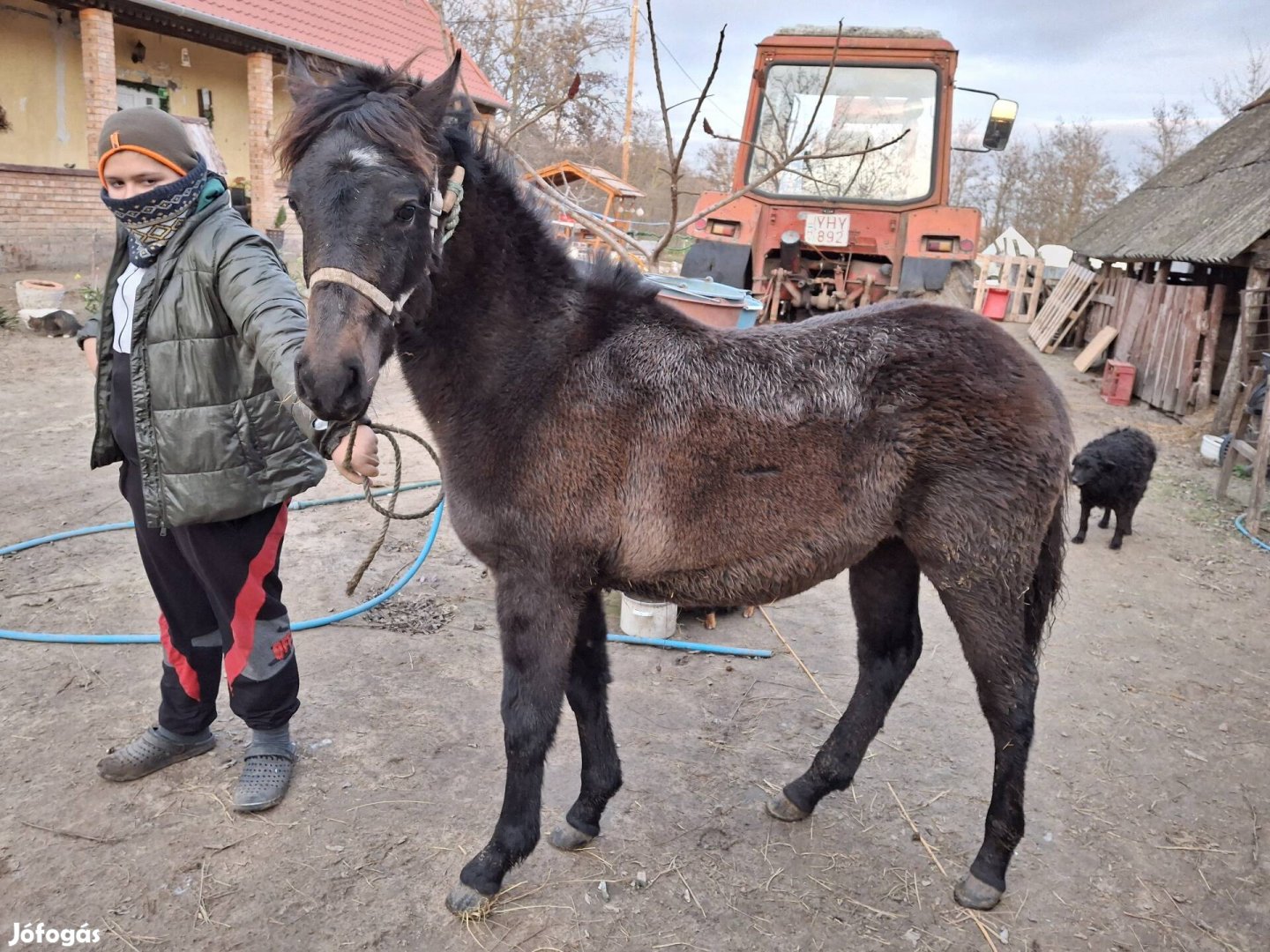 Eladó kanca csikó 