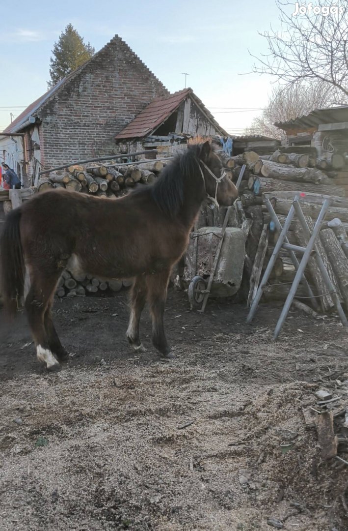 Eladó kanca csikó
