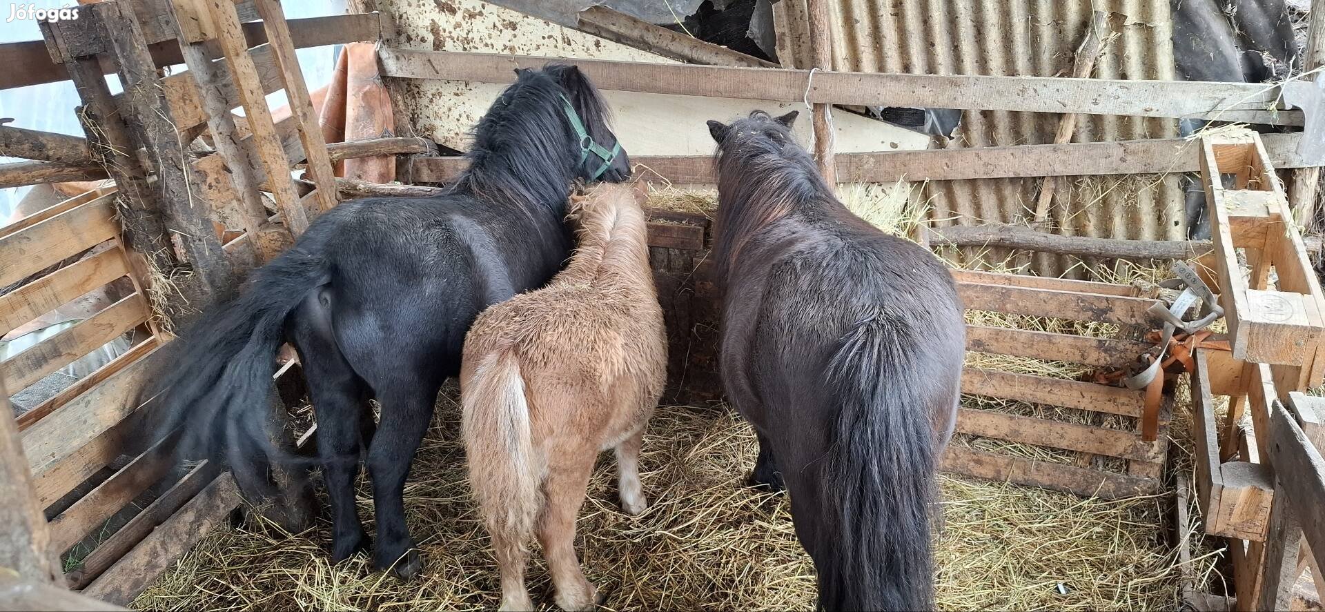 Eladó kanca és csödör poni