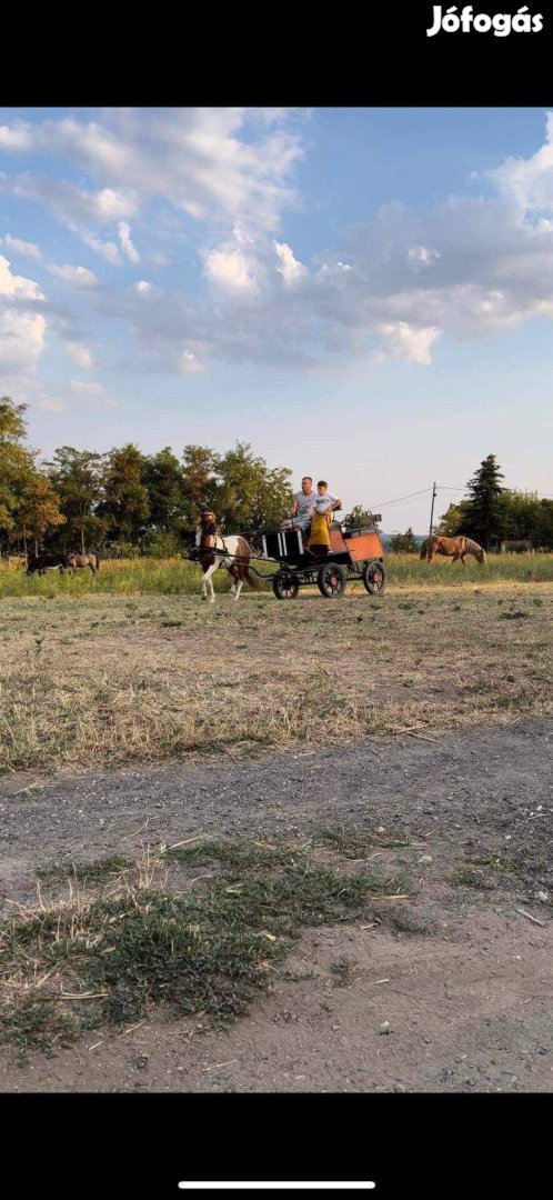 Eladó kanca és csődör póni!