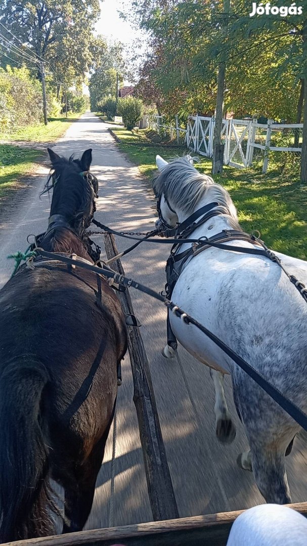 Eladó kanca fekete poni