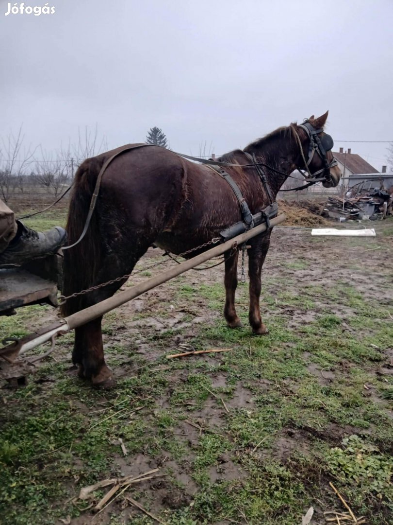 Eladó kanca ló