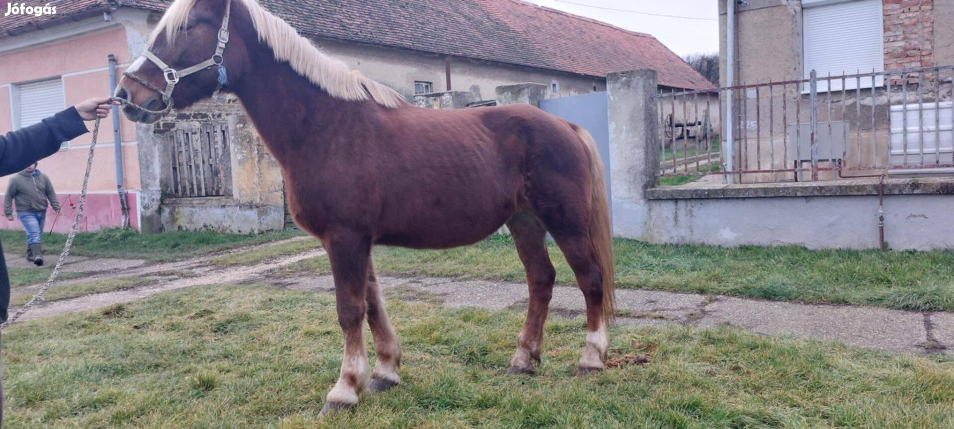 Eladó kanca lo